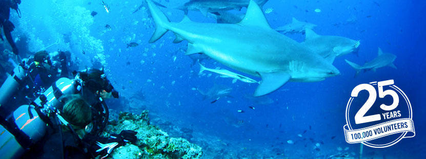 Volunteers observe sharks underwater on a volunteer conservation abroad placement A volunteer conducts an underwater survey on a volunteer conservation abroad placement