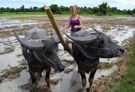 Volunteer on a Khmer Culture & Community Project Meets Local Animals Volunteer on the Khmer Culture & Community project in Cambodia with unique Cambodian animals