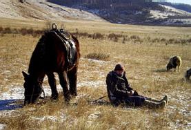 Culture & Community Volunteers in Mongolia Feed Horses Volunteers live among horses in the fields of Mongolia on the Culture & Community project