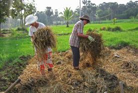 Volunteer Farming Volunteer Farming